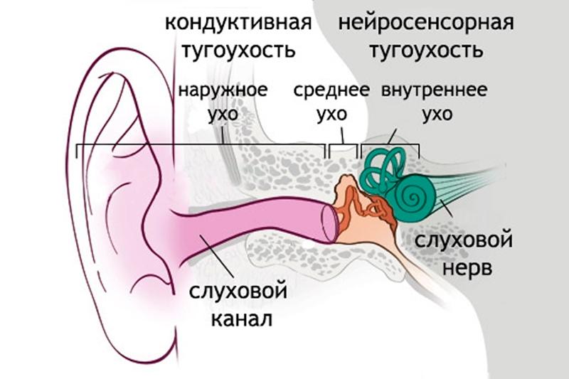 канал слуховой