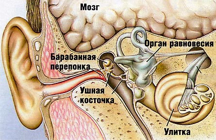 устройство уха человека