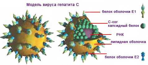 вирус гепатита с схема